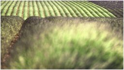 nury marc_plateau de valensole 63